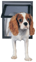 Pet Screen Dog